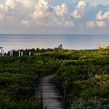 Boardwalk pathway through dense green foliage leading to calm ocean under cloudy sky.