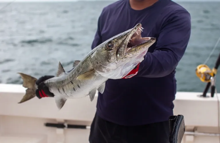 Person wearing dark clothing holding a large barracuda fish with open mouth on a boat.